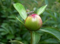fly on peony.JPG
