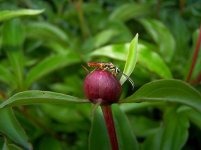 bug on peony.JPG