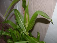 corn.jpg