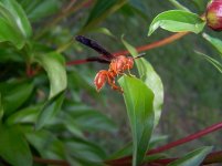 wasp on peony.JPG