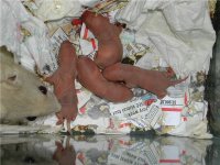 baby rats1.jpg