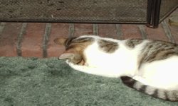 missy sleeping.jpg