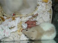 baby rats 2.jpg