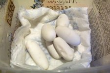 eggs I.jpg