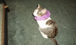 missy.jpg