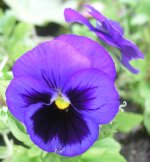 pansy4.jpg