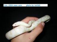 Isis905pic2.JPG