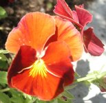 pansy6.jpg