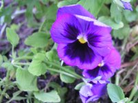 pansy2.jpg