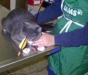 Catarrow.jpg