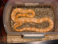cream_f_full (2).JPG