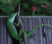 anoles04crsm.JPG