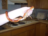 MaleSnake1.jpg