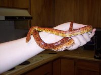 MaleSnake2.jpg