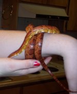 MaleSnake3.jpg