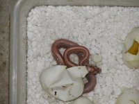 2002 hatchling.jpg