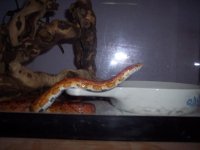 MaleSnake4.jpg