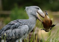 un_duck.jpg