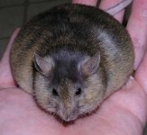 pregnantmouse.JPG