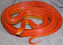 2816AmelStripe3rd.JPG