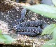 banded-water-snake-curled.jpg