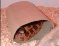 my cornsnake 2.jpg