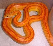 hypostripebm.JPG