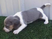 beagle_gbmoore.jpg