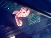 Baby snake first day home.JPG