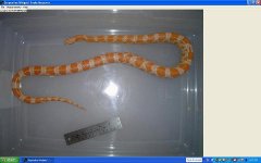 Ruby measurement1.JPG