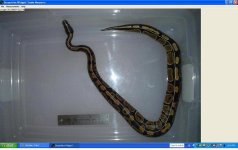 Wachee measurement1.JPG