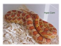 hypo corn.jpg