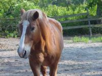 Assorted horse and cat and lizard and flower pics 037.jpg