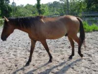 Assorted horse and cat and lizard and flower pics 032.jpg