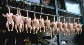 Nekkidchicks.jpg