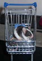 muis-karretje.jpg