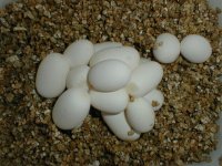 eggs1.jpg