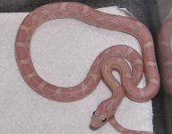 HypoLavmale.JPG