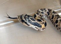 hognose1.jpg