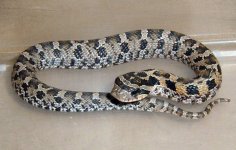 hognose2.jpg