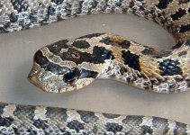 hognose3.jpg