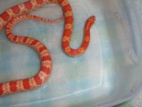 Sunkist close up 2.jpg