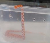 Maizie the worm with a head.jpg