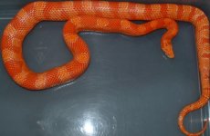 Sunglow Blood Male.jpg