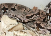 Dumeril-jan06-18.jpg
