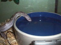 d drink2.JPG