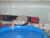 gecko.JPG