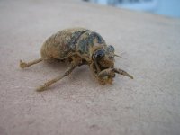 cicada 2.JPG
