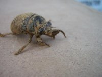 cicada 3.JPG