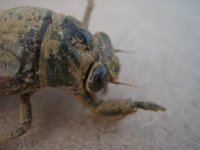 cicada 4.JPG